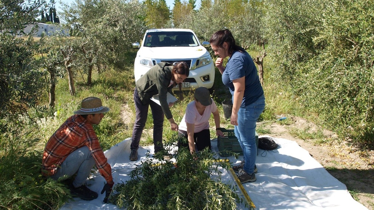 Estudio biomasa olivar ias csic.jpg